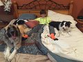 Alex_meetMrMoose (14)